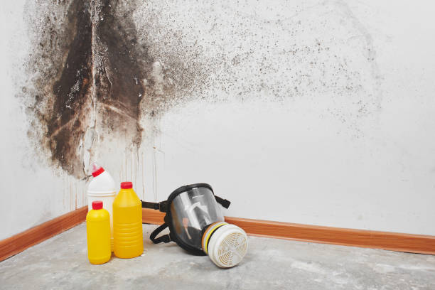 Best Residential Mold Remediation in Quail Creek, TX