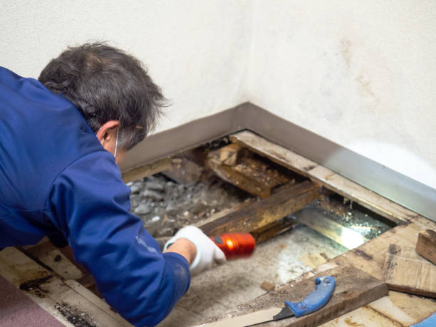 Best Insurance-Related Mold Remediation in Quail Creek, TX