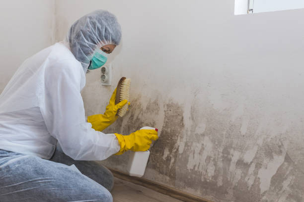 Best Black Mold Remediation in Quail Creek, TX