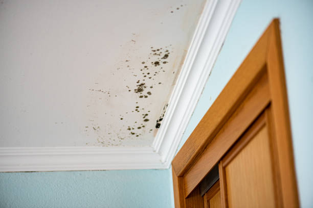  Quail Creek, TX Mold Removal Pros