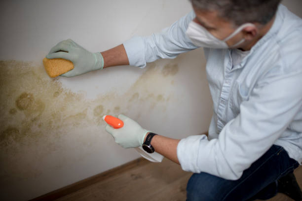 Best Commercial Mold Remediation in Quail Creek, TX
