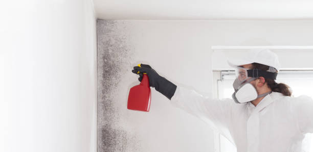 Best Residential Mold Remediation in Quail Creek, TX
