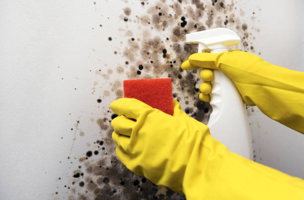 Best HVAC Mold Remediation in Quail Creek, TX