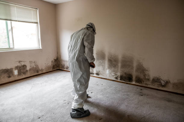 Best Commercial Mold Remediation in Quail Creek, TX